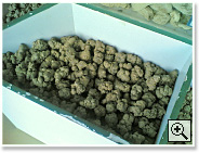 �c���̍����q - 1