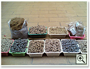�c���̍����q - 2